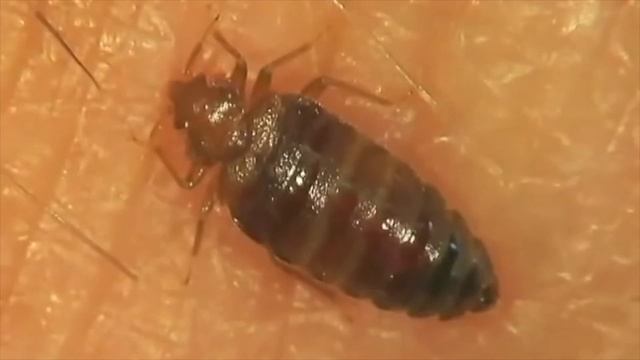 Укус и насыщение постельного клопа крупным планом (Slow-mo)