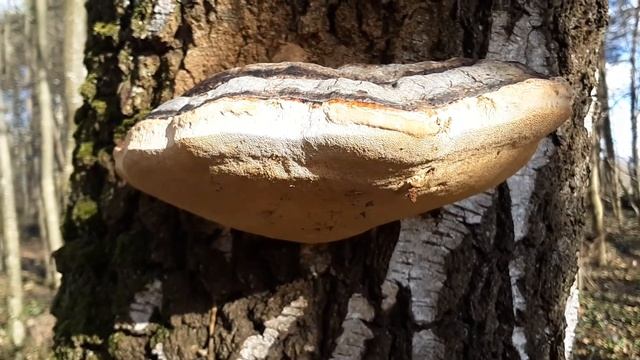 Fomitopsis pinicola, February, 2020 смотреть онлайн