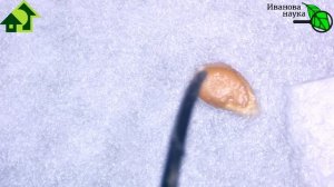 ОЧЕНЬ ОТКРОВЕННО О СЕМЕНАХ АЛТАЯ. Как взошли семена томата Лось F1.