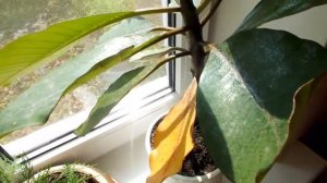 Цветы на моем подоконнике  АДЕНИУМ ПЛЮМЕРИЯ ИНЖИР и другие Flowers on my windowsill