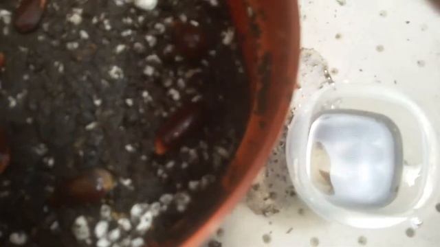 How to Germinate Annona Purpurea Soncoya Seeds