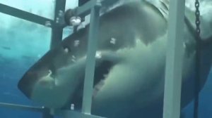 100 интересных фактов про животных