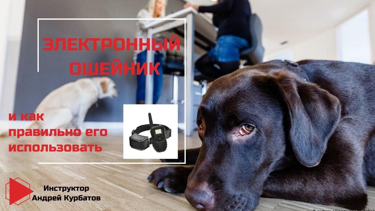 Электронный ошейник и как правильно его использовать. Часть 1 (Андрей Курбатов) смотреть онлайн