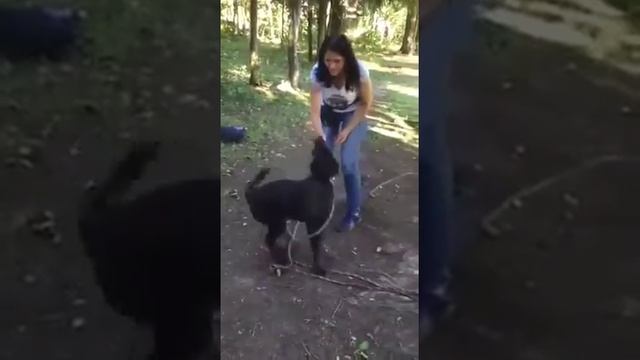 Щенок ищет дом смотреть онлайн