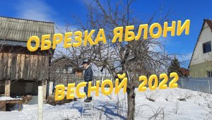 Обрезка яблони весной 2022. Как правильно обрезать яблони и груши, т.к. это схожие деревья.