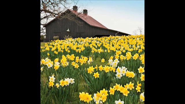 Daffodils - Catherine Banush / Dam Sardo смотреть онлайн