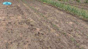 Сельдерей- посадка сельдерея в грунт!