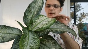 Коллекция Диффенбахий/Мои красавицы / Люблю вас*)