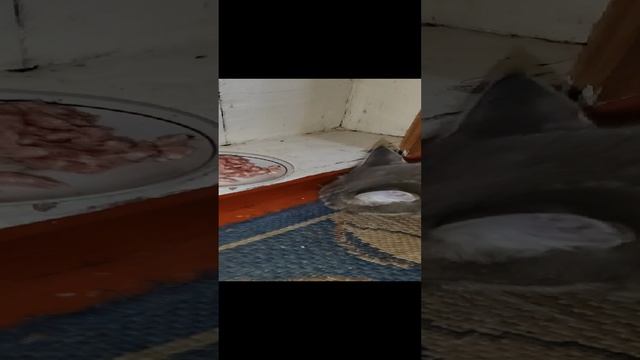 когда твоя кошка голодна