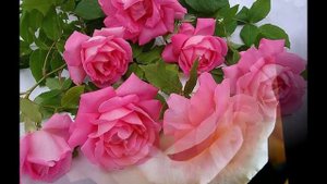 Поздравление с хрустальной свадьбой!