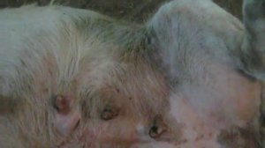 как действует пихтовое масло на блох