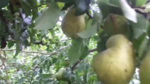 Груша и Слива растёт у меня в саду.