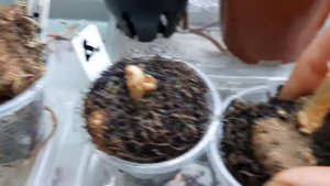 клубневые бегонии на фитильном поливе