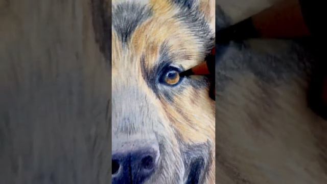 #арт #животные #рисунок #анималистика #собака #карандаш #пес #питомец #немецкаяовчарка смотреть онлайн