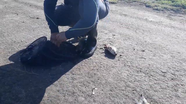 пруд "Черноморец" 21.06.17г. улов рыбака смотреть онлайн