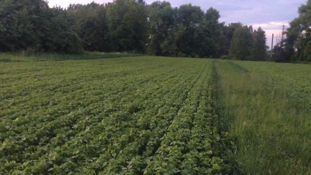 Гречка місяць після посіву, як росте, чим обробляти смотреть онлайн