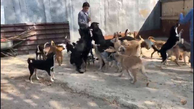 VLOG| Гости| Приют Дружок Липецк| Company| Druzhok Shelter Lipetsk смотреть онлайн