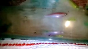 Как сделать сетку для нереста без проволоки