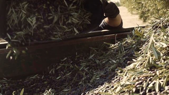 Sybaris - the exclusive Extra Virgin Olive Oil from Borges смотреть онлайн