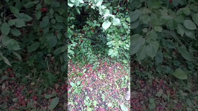 АЗУ ПО-ТАТАРСКИ ГОТОВИМ.ПАМЯТНИК КЕДРОВКЕ.??? смотреть онлайн