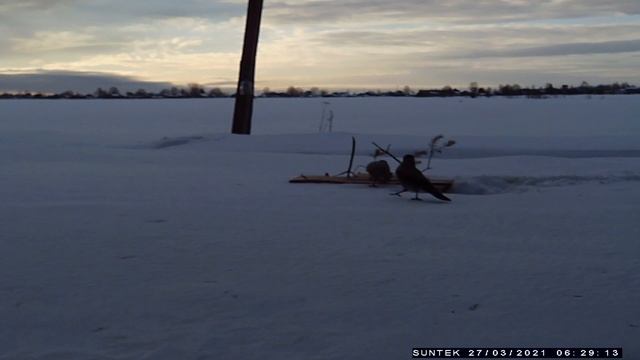 Открываю сезон фотоОхоты. Кадры с фотоловушки НС-802А. Заяц, Лиса, Собака, Вороны. смотреть онлайн
