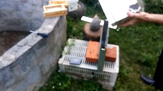 3 часть. Пчёлы делают что хотят. Подсадка четвёртой матки в семью. смотреть онлайн