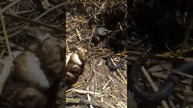 Большие Кулики смотреть онлайн