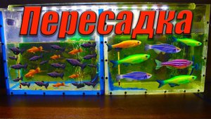 Освободил аквариумы от рыбок и посадил живородку в нерестовики