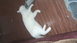 раок