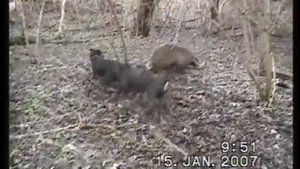 Охота на борсука с ягдтерьером.вл Черниенко.В.В.wmv