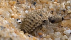 Муравьиный лев – прожорливый подземный монстр! Ловушка, из которой невозможно выбраться!