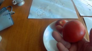 ТОМАТ СИНЯЯ КРАСАВИЦА . 2020