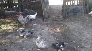 Чем кормлю индоутят с первых суток и до месяца для хорошего роста.