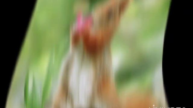 1.ВЕСЕЛЫЕ МИЛЫЕ ЖИВОТНЫЕ: animals, smile, funny animals, cute animals, звуки животных, sound animal