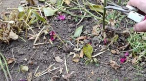 ?Осенняя обрезка роз.Флорибунда,чайно-гибридные, кустовые, спреи.Осенняя обработка.