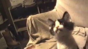 Маленький кот по кличке Малыш - The little cat named little Boy