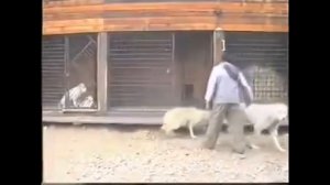 АЛАБАЙ против ВОЛКОВ!!! АЛАБАЙ подчиняет 2 х ВОЛКОВ!!! ALABAI vs WOLVES!!!