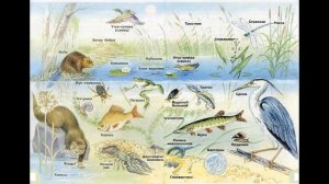 Окружающий мир 3 класс ч.1, тема урока "Водоём - дом из воды", с.110-115, Перспектива.