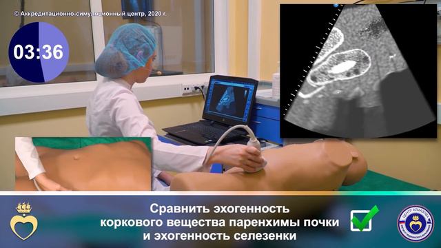 УЗИ органов брюшной полости. Ультразвуковая картина неизменной левой почки