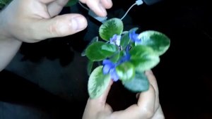 Что произошло с фиалками за 10 дней без освещения! Базовые ошибки. Результаты впечатляют!