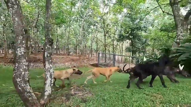 Great Dane Price In India 2024 | Great Dane Price and Monthly Cost смотреть онлайн