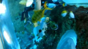 Работа водолазов в больших аквариумах ч.2. кормление обитателей аквариума. Водолазное дело.