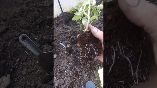 Лучше рассада в стаканчиках