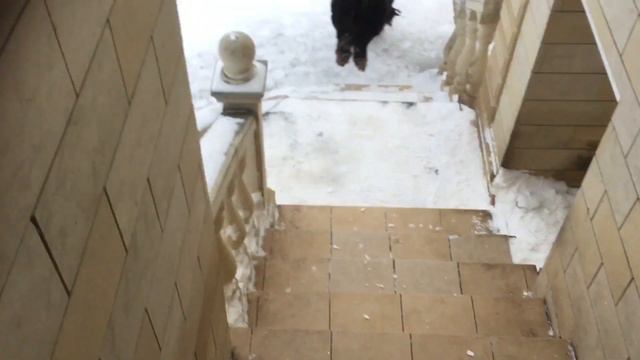 Тибеты у дома. смотреть онлайн