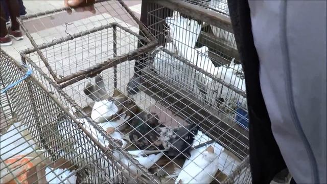 КУДА ИСЧЕЗАЮТ ХОРОШИЕ ГОЛУБИ / ORASUL SOROCA / ВЫСТАВКА 27.10.19 / Pigeon Exhibition смотреть онлайн