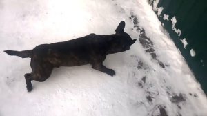 Приступ у собаки