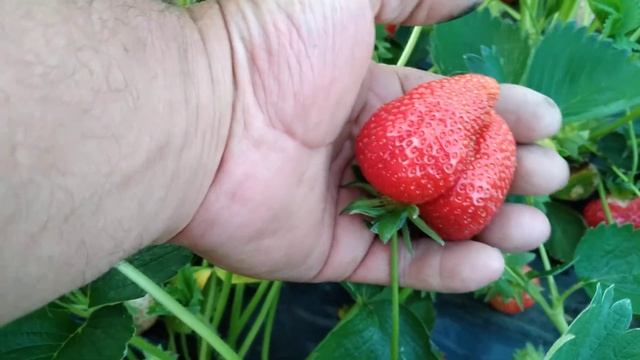 Клубника сорт Априка. смотреть онлайн