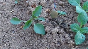 Как поймать тарантула! How to catch a tarantula! HD.