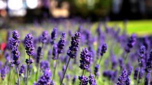 Звуки летнего луга. Атмосфера летнего сада. Пение птиц и звуки сверчков. Релакс видео для души. АСМ