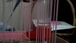 Клетка моего волнистого попугая# обзор клетки для попугая